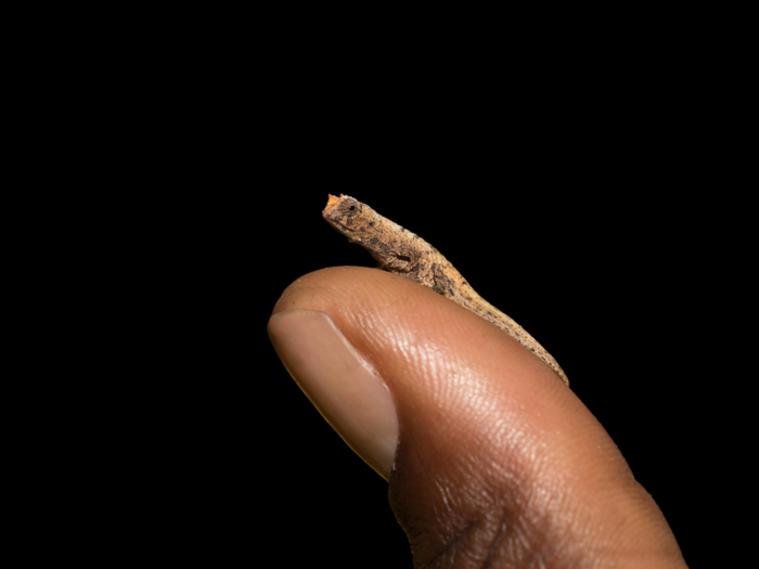 A Brookesia micra grows to be only 1 inch long.