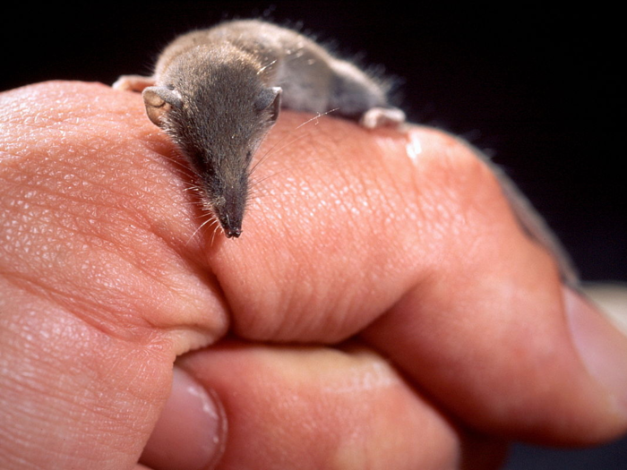 The Etruscan shrew is about 1.5 inches long on average.