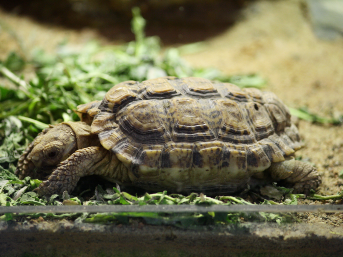 Speckled padloper tortoises can be as small as 2.4 inches long.