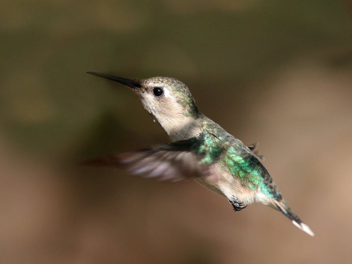 The bee hummingbird grows to be about 2.2 inches.