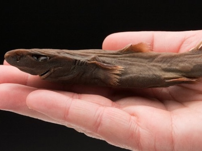 A fully-grown dwarf lanternshark is about 8.3 inches long.