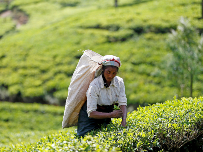 The tea industry employs around 5% of the Sri Lankan population, but most in the billion-dollar industry are paid a pittance. The majority of tea pickers are ethnically Indian Tamils descended from those brought over by the British colonists. They are paid between 300-600 LKR ($1.70-$3.40) for a day