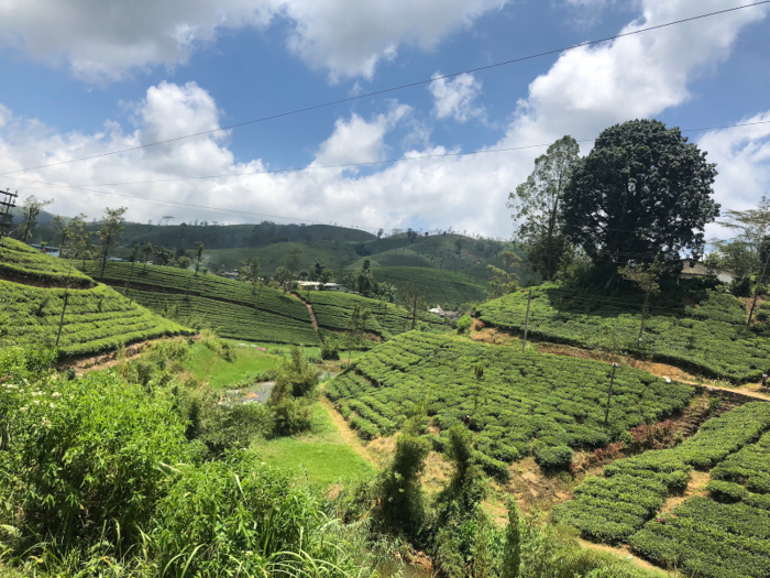 Finally, though, we started to climb, and small towns were replaced by rolling tea terraces.