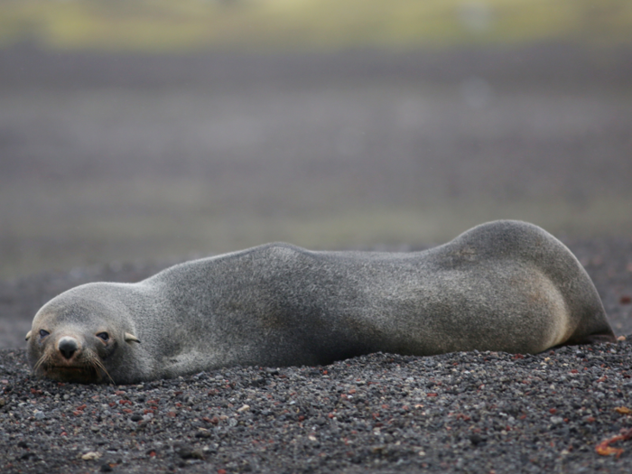 Eating wildlife is now off-limits, but a 1950s recipe book from the British Rothera Research Station shows that scientists used to eat penguin eggs, seal brains, and grilled cormorant. At the Rothera base, people shot seals for dog food until 1994.