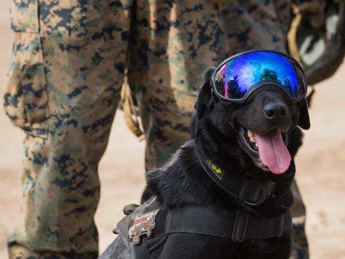 Military dogs wear glasses and goggles to help protect their eyes.