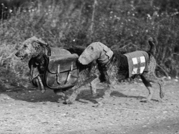 Supplied with their own gas masks, they could bring supplies or rations to wounded soldiers.