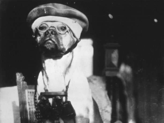 This majestic-looking pug was given his own tiny pair of glasses and binoculars.