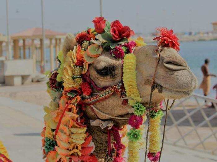 Camels at the fair are decked with colourful accessories and made to compete in beauty and dancing contests.