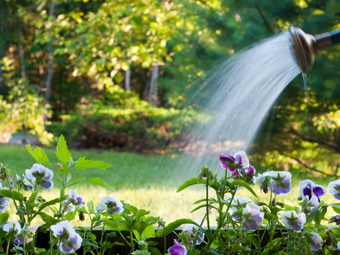 You water your plants in the afternoon.