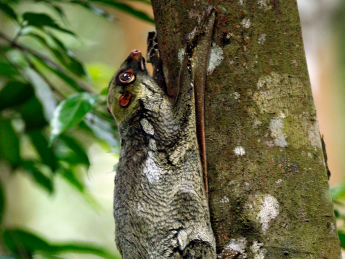 Flying lemurs have toes that act like suction cups.