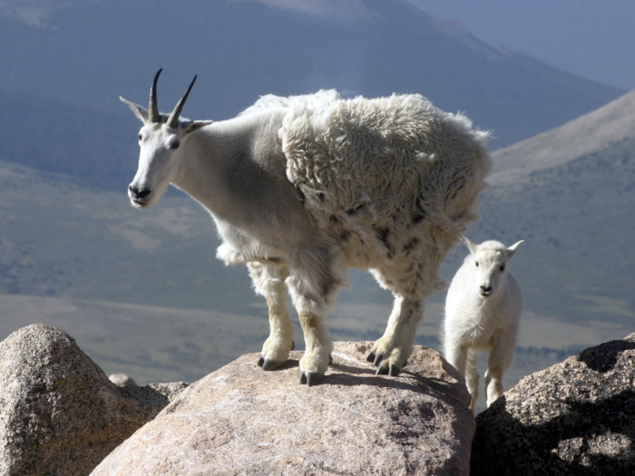 The mountain goat can scale near-vertical cliffs thanks to its cloven hooves.