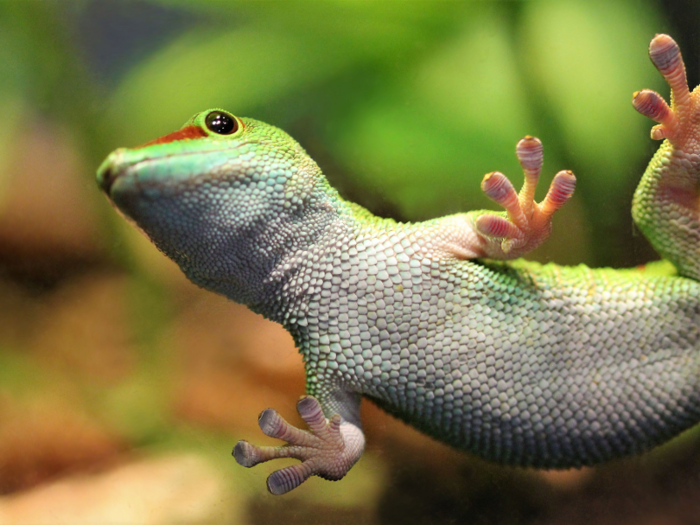 Geckos can control the stickiness of their feet.