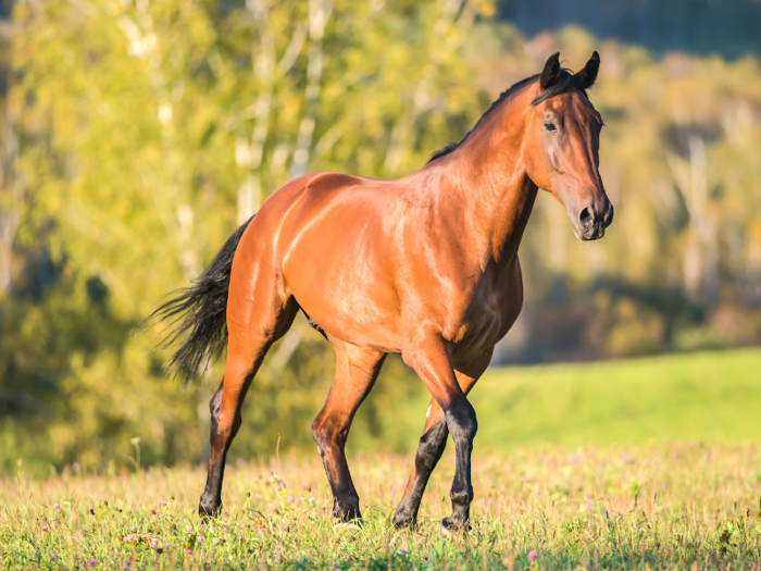 Mammals in the equine family are the only one-toed animals still in existence.