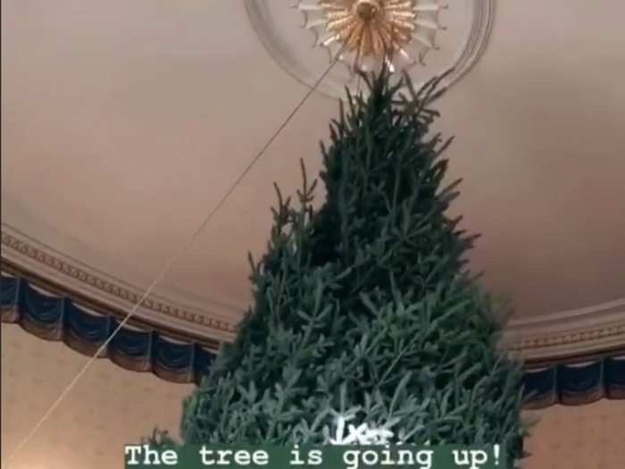 Every year, they have to remove the chandelier from the Blue Room so the tree can fit.