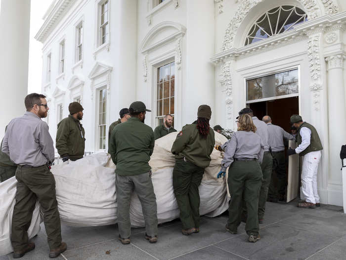 It took a dozen National Park Service staff to haul the massive tree inside.