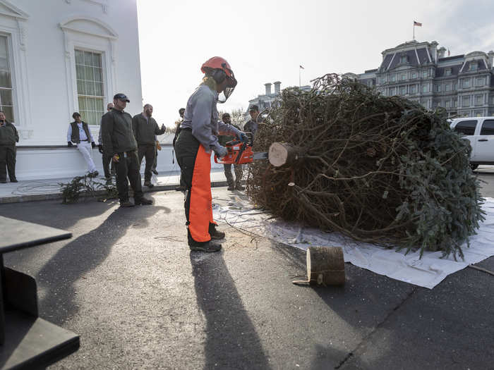 The tree has to be 18 to 19 feet tall in order to fit in the Blue Room.