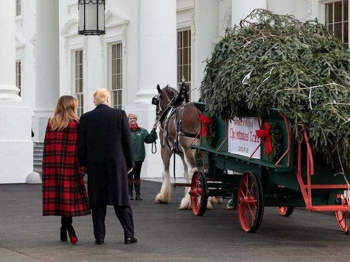 The Trumps inspected the tree when it arrived.