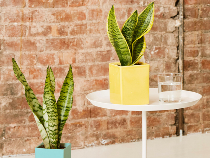 A small potted plant for their desk