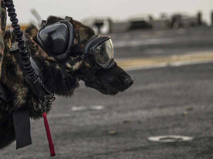 Spidey, a Marine Corps military working dog, waits with his handler during a live-fire exercise on the flight deck of the amphibious assault ship USS Iwo Jima in the Mediterranean Sea on March 4, 2018.