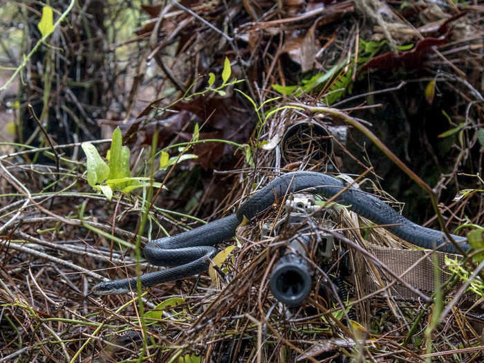 A southern black racer snake slithers across the rifle barrel held by junior Army National Guard sniper Pfc. William Snyder as he practices woodland stalking in a camouflaged ghillie suit at Eglin Air Force Base on April 7, 2018.