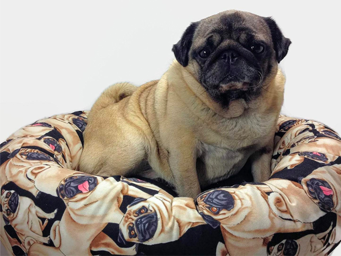 A comfortable pet bed adorned with pugs