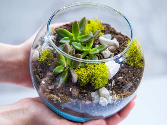 A cute terrarium they can design themselves