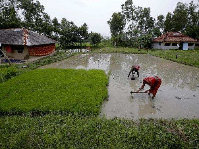 Rice is the main crop in the Sundarbans, but rice paddies are getting flooded by saltwater more frequently. After a flood destroys a paddy, it may take three to five years before rice can be replanted in the same spot.