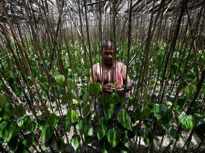 Frequent floods on Ghoramara Island damage betel leaf crops, which many residents rely on for food. "Every year, high-tide salt water enters my farm and destroys my cultivation, so I have to face a big loss," Mihir Kumar Mondal, a farmer, told Reuters in August.