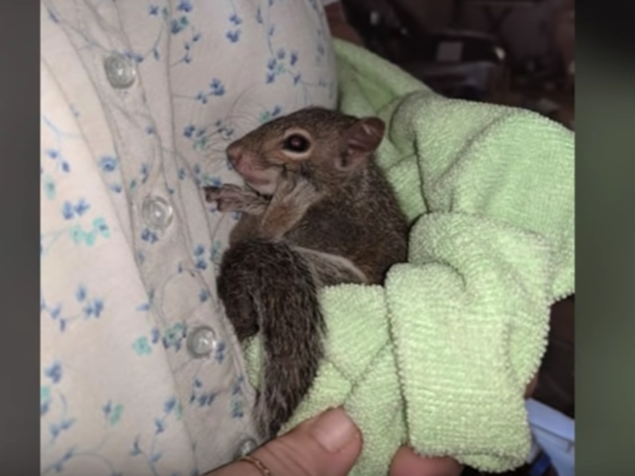 A woman was reportedly kicked off a plane for bringing an emotional-support squirrel onboard (October)