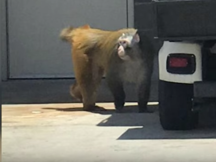 A monkey escaped his baggage on an American Airlines flight in San Antonio (May)