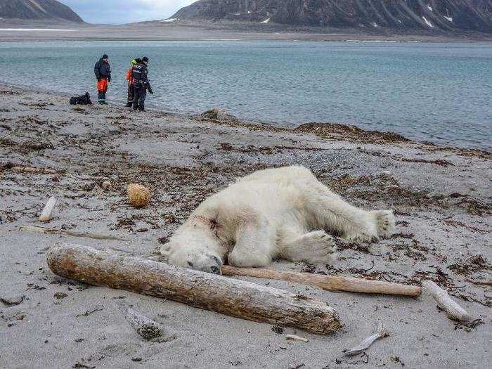 7. A polar bear was shot dead by a security guard on a Norwegian Cruise.