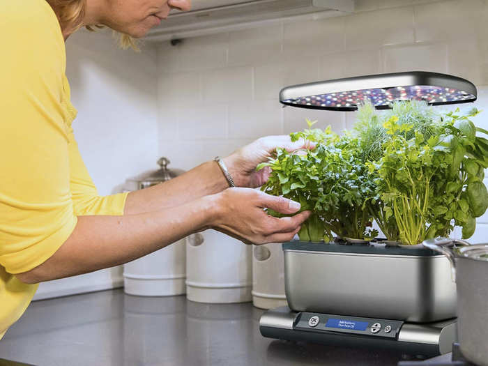 An indoor herb garden for half off