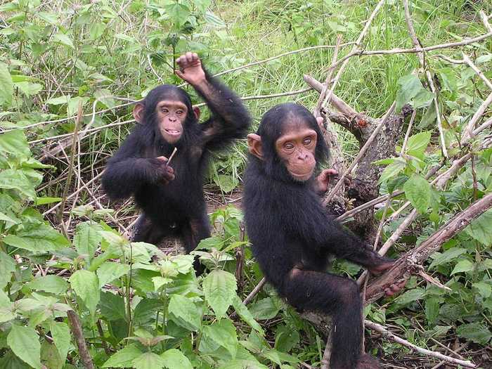 Chimpanzees could disappear in the next six decades.