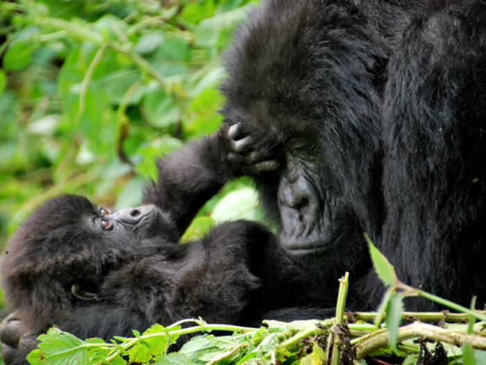 Climate change has led humans to invade the habitats of mountain gorillas.