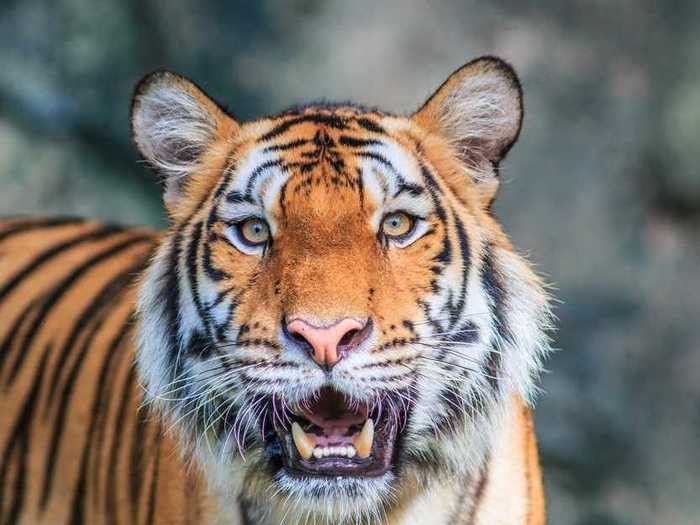 Bengal tigers are being threatened by rising sea levels.