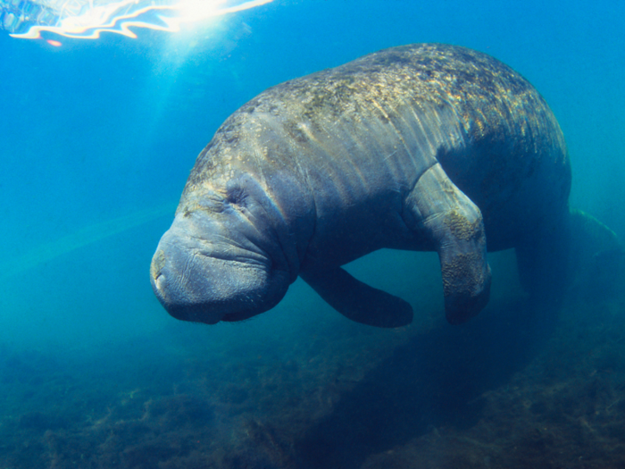 Manatees are dying off in Florida due to cold spells.