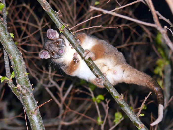 Lemuroid ringtail possums cannot live in the heat.