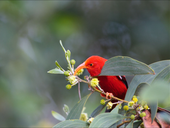 Hawaiian honeycreepers are nearly extinct.