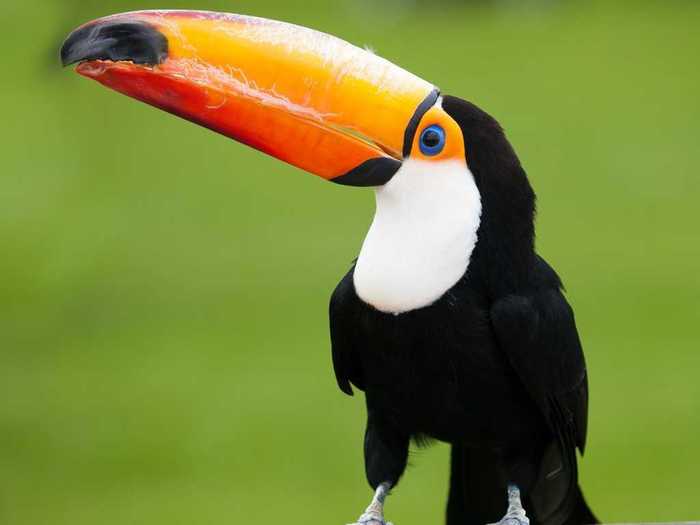 Rising temperatures have forced toucans away from their natural habitat.