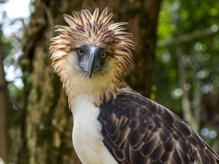 Philippine eagles are facing habitat destruction.