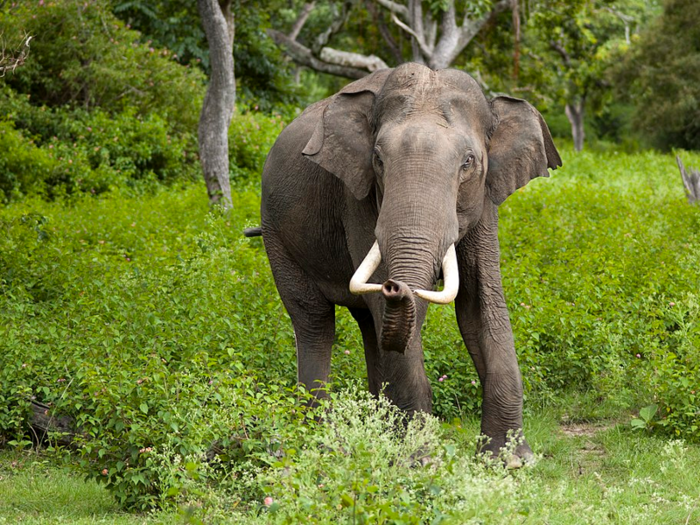 Asian elephants are losing access to fresh water.