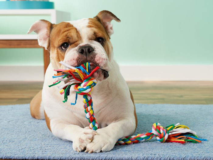 The best rope toy for heavy chewers