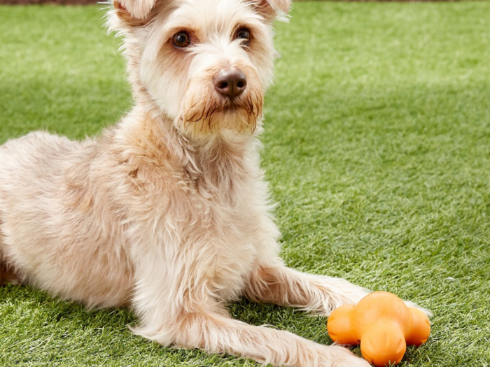 The best treat-dispensing chew toy