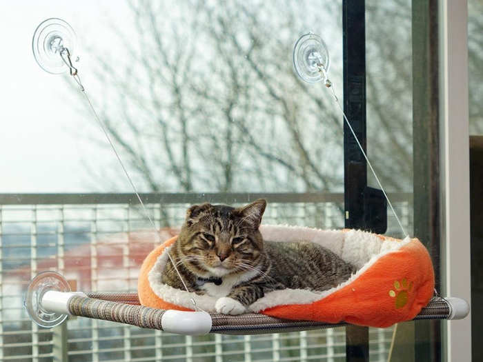 A window perch your cat will thank you for