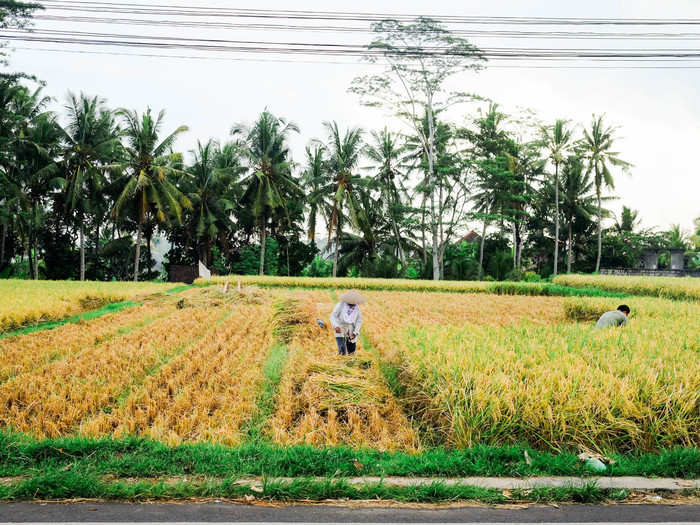 My favorite part of staying in Bali was simply riding the scooter along the windy roads. I