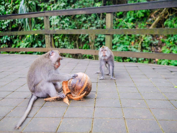 The monkeys are everywhere: perched on stones, hanging in the trees, taking naps in bushes, or attempting to crack open coconuts. Be careful, though: They might steal your phone.