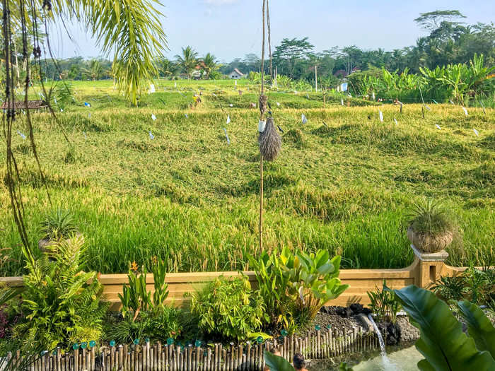 The next day, I woke up early with my new Roamer friends to head to an estate in the countryside of Bali. We went to a restaurant called Akasha, located on rice paddy fields. The scenery was some of the most stunning I