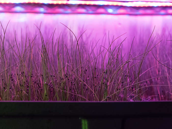 LED lights illuminate the crops, but they don