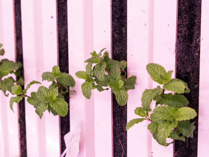 Business Insider was given a peek at the herbs being harvested inside.