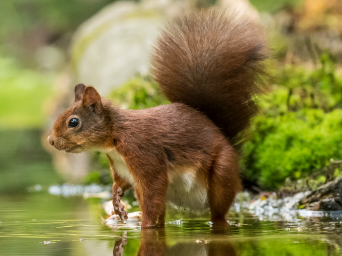 North American red squirrels commit infanticide.